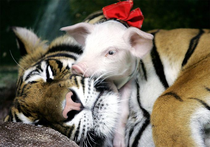 untitled- tiger and pigs 4